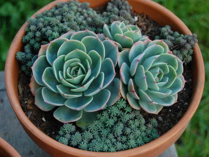 Combinación de dos tipos de plantas