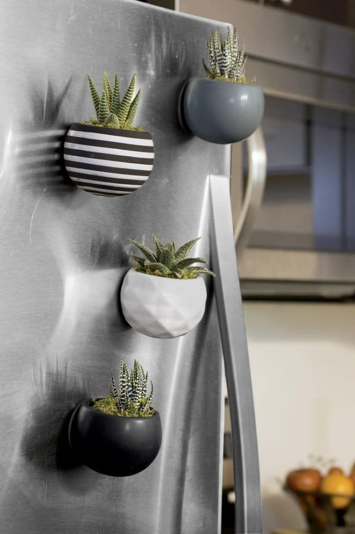 suculentas en el refrigerador