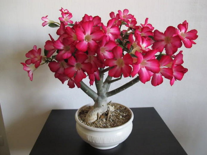 adenio floreciente