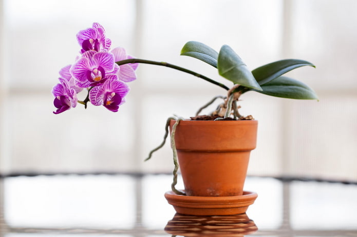 Orquídea para la sombra