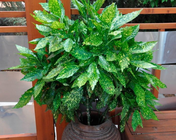 plantas de hoja caduca que aman la sombra