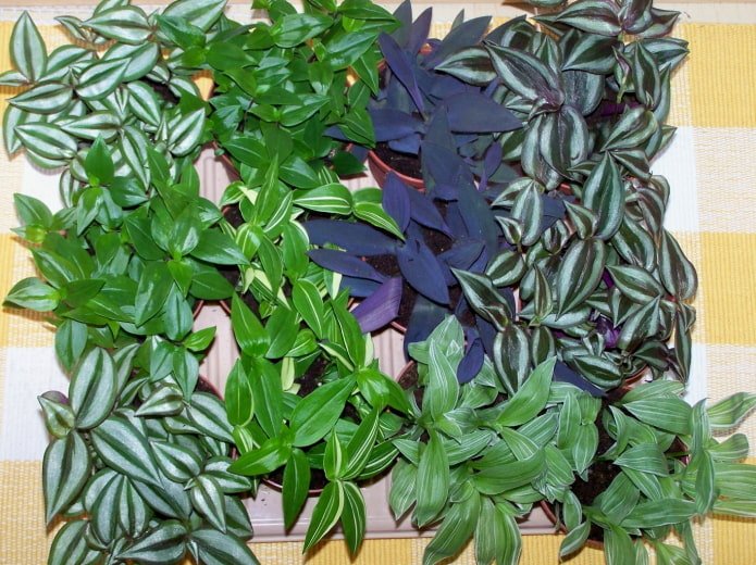 tradescantiaspecies