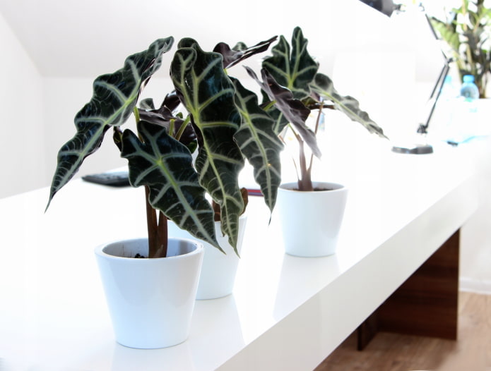 alocasia en una maceta