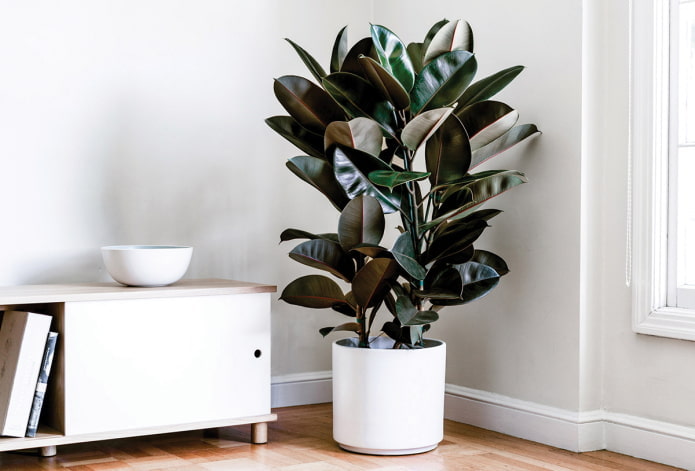 ficus a la sombra