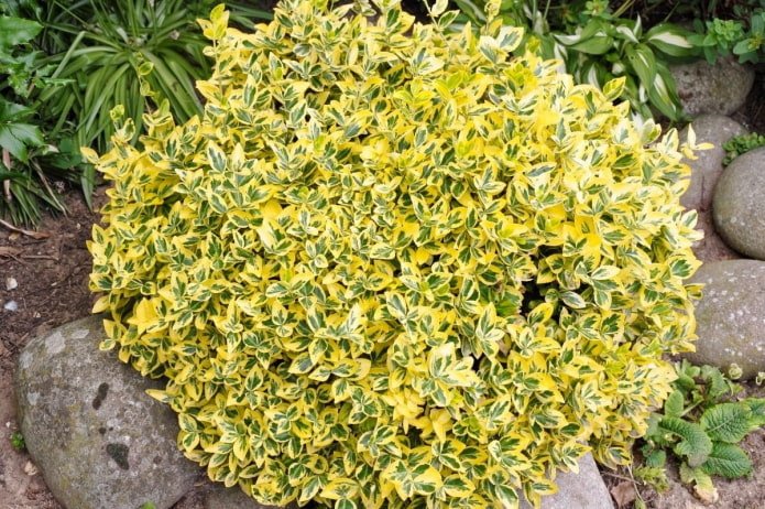 euonymus variegated