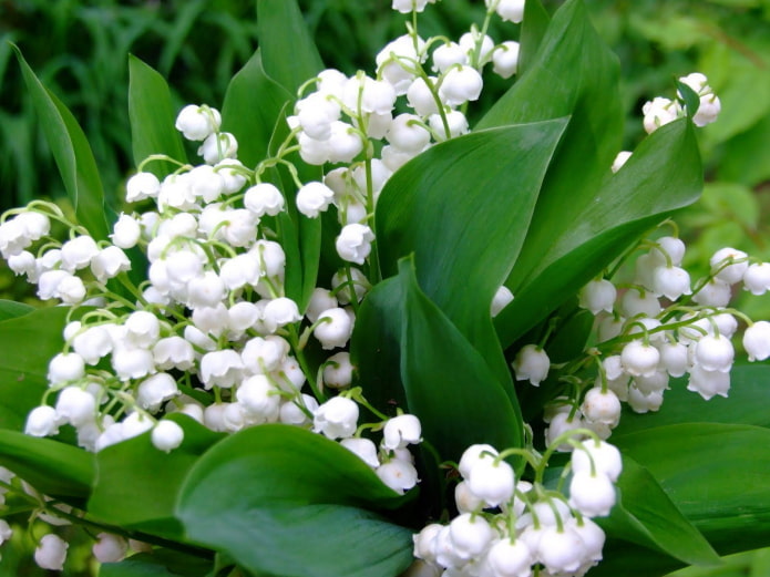 lirio de los valles en flor
