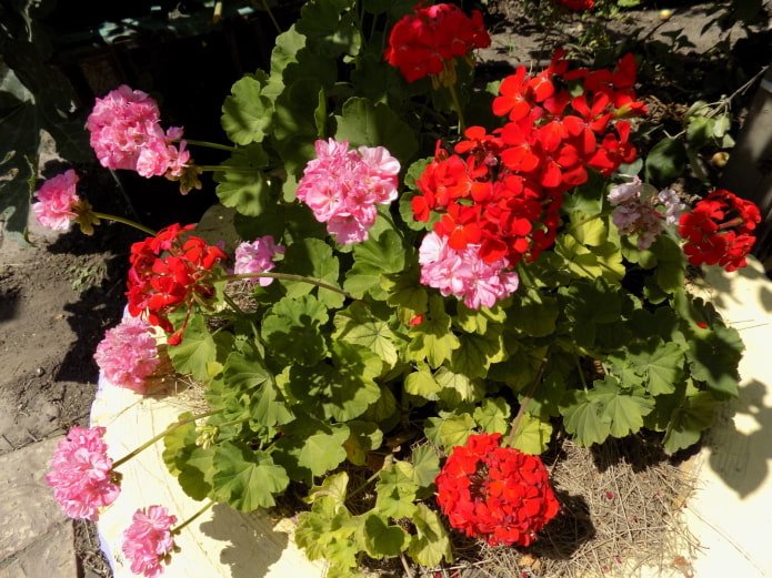 pelargonium in a flowerbed made of a wheel