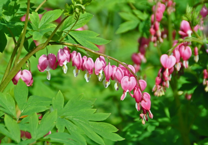 flores de dicentra