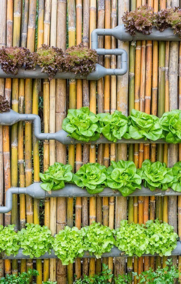 Vegetación en tuberías
