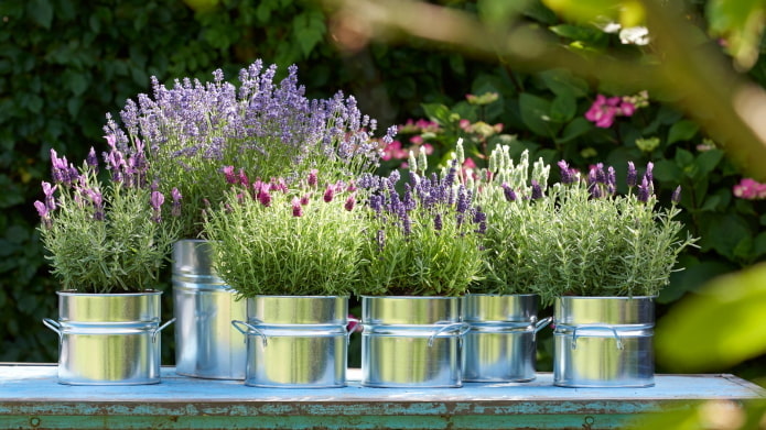 lavender in a flowerpot outdoor