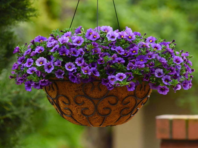 calibrachoa en maceta al aire libre