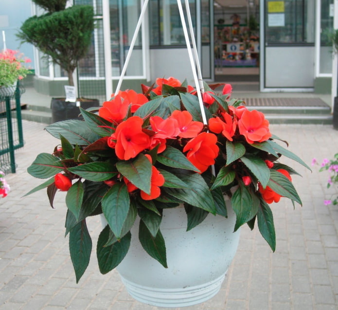 bálsamo en una jardinera de exterior