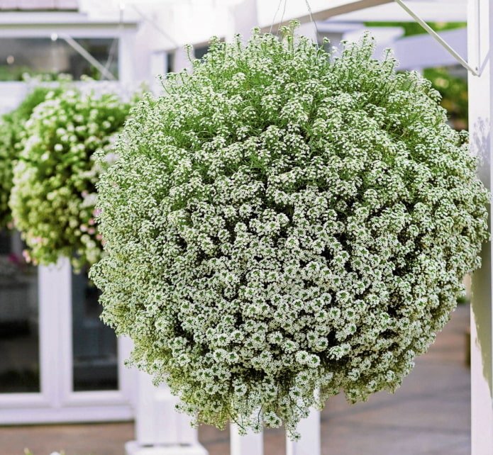 Aliso en una maceta al aire libre