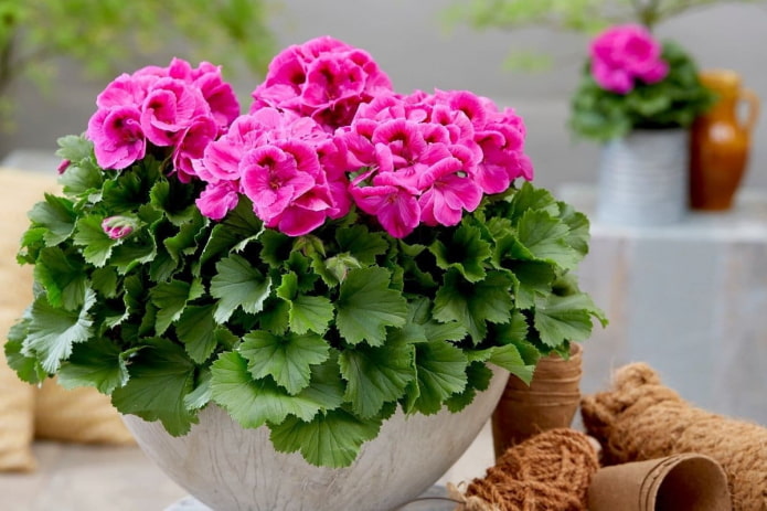 geranios rosados en una maceta