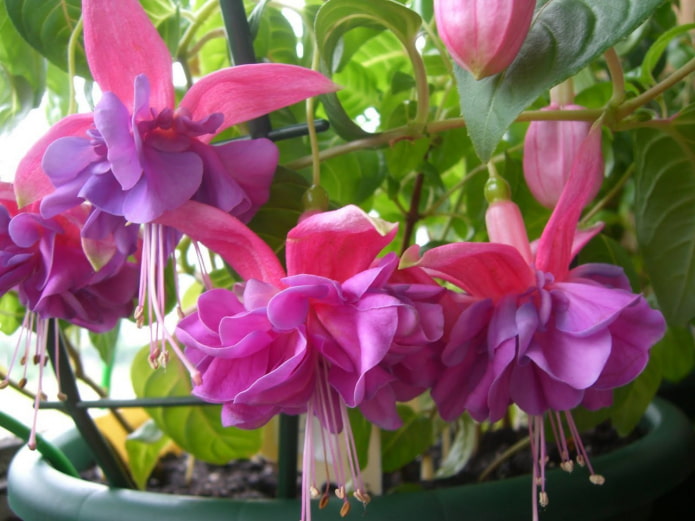 flores fucsias