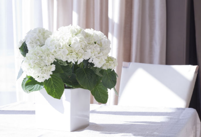 cómo florece la hortensia