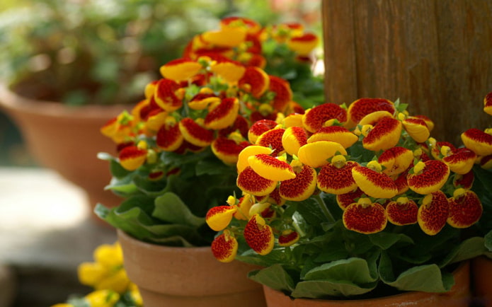 cultivo de calceolaria