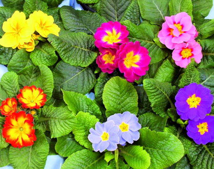 matices de flores de prímula