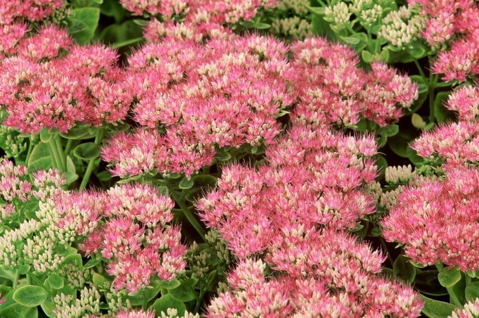 cómo florece el sedum