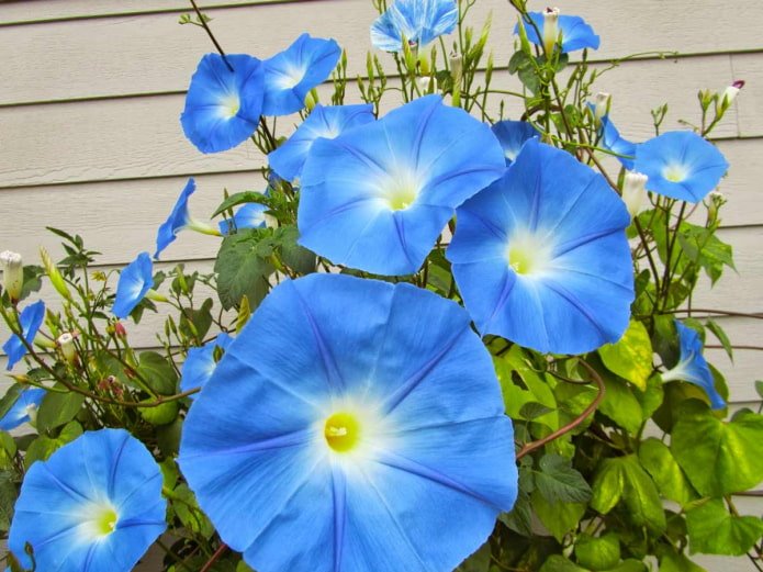 Campanilla en flor