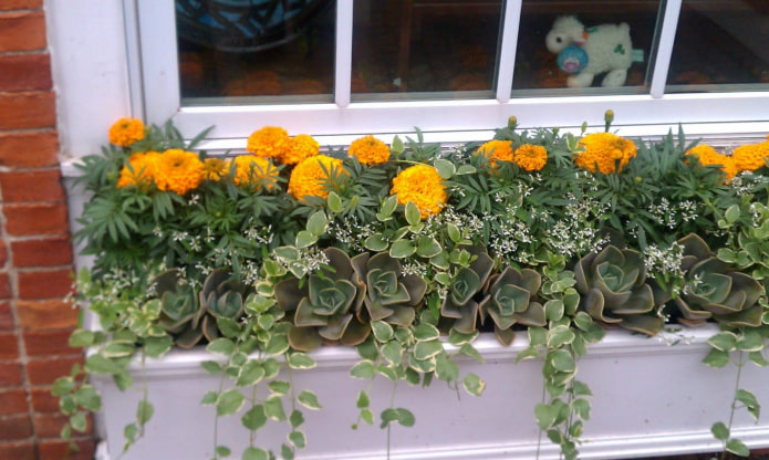 Parterre en el balcón