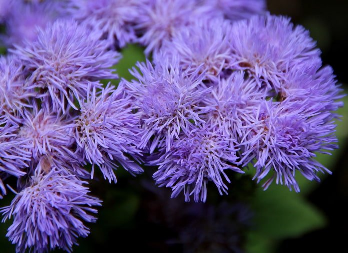 Cómo florece el ageratum