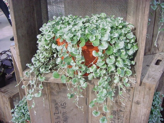 planta colgante para el balcón