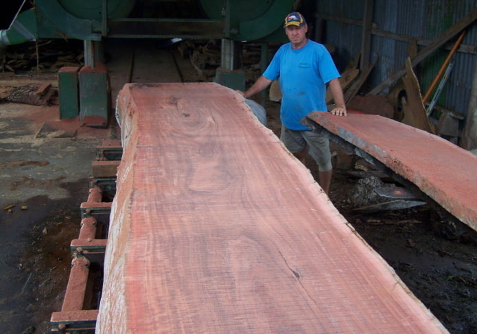 jarrah amazónica en rodajas