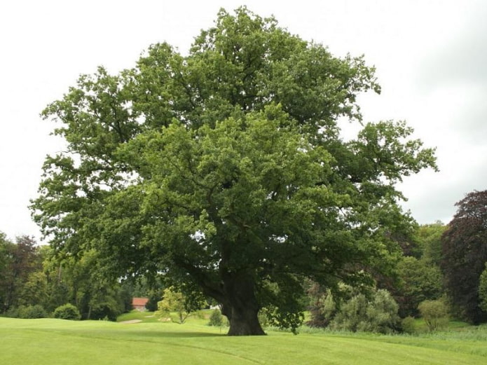 Roble resistente