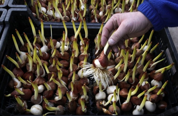 bulbos de tulipán para forzar