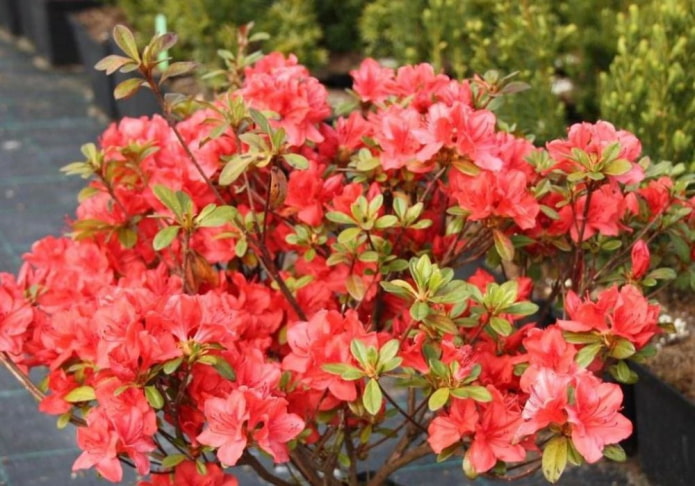 Azalea japonesa