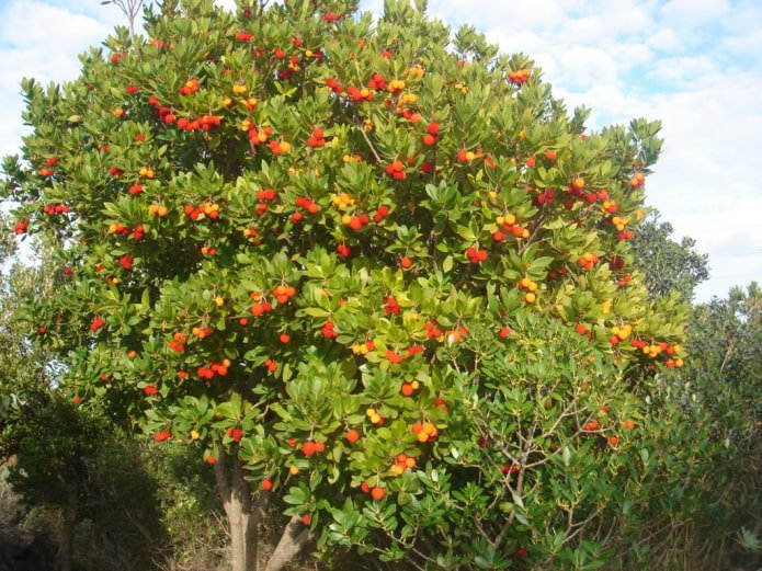 Madroño