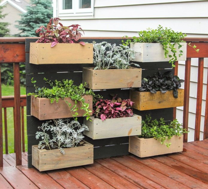 Plantas decorativas en cajas