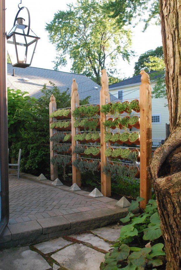 Pantalla de plantas en una maceta