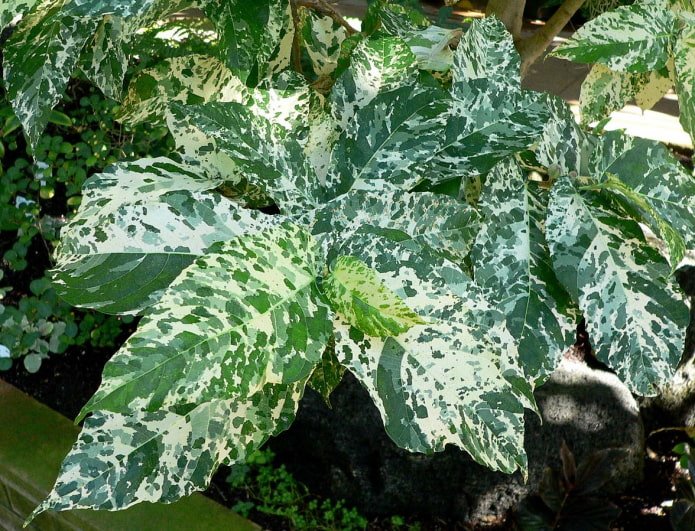 ficus con hojas hermosas