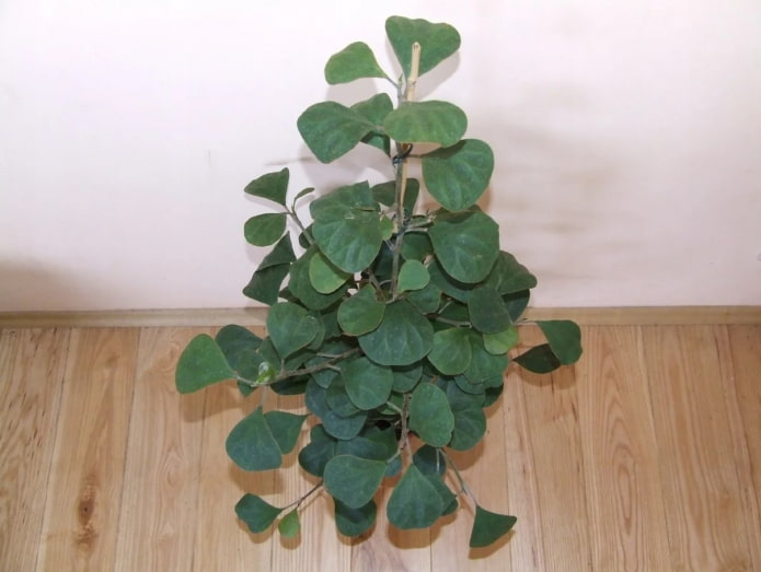 ficus deltoide en maceta