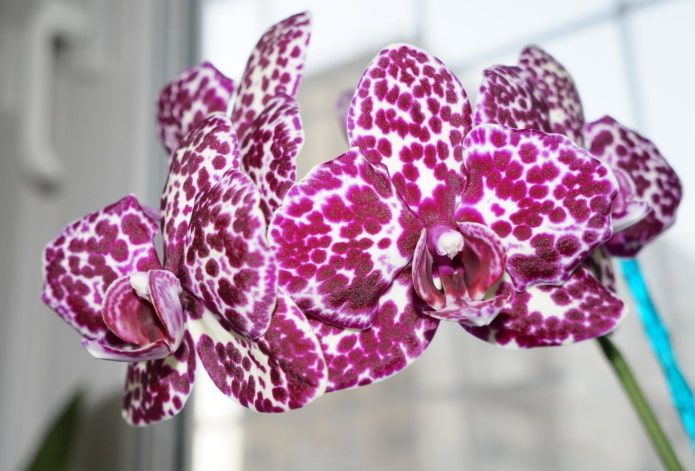 Phalaenopsis orquídea