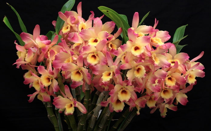 Orquídea Dendrobium
