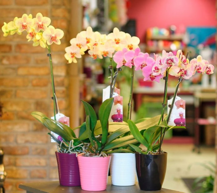 Orquídeas monopodiales