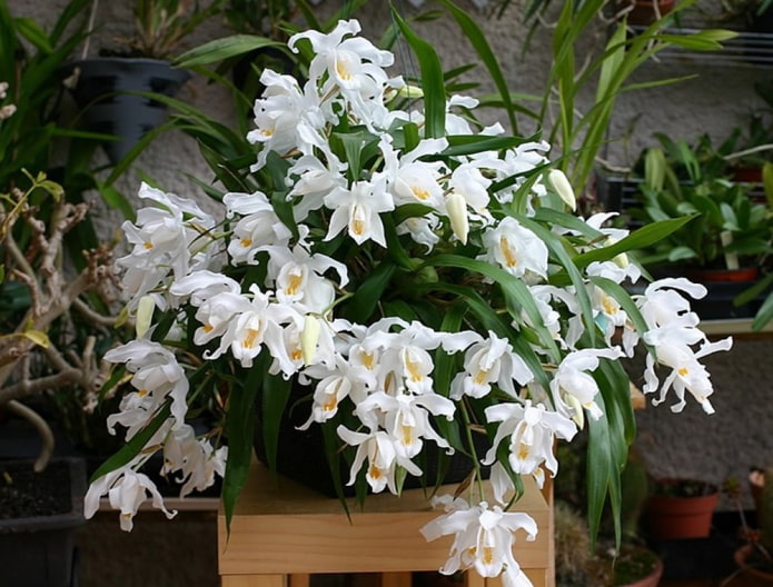 orquídea ampélica