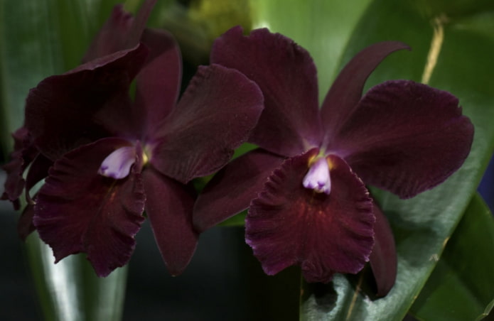 orquídea oscura