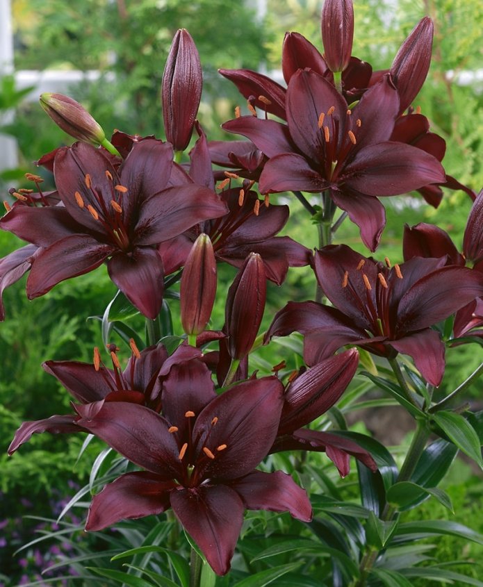 Variedad Mapira con cogollos oscuros