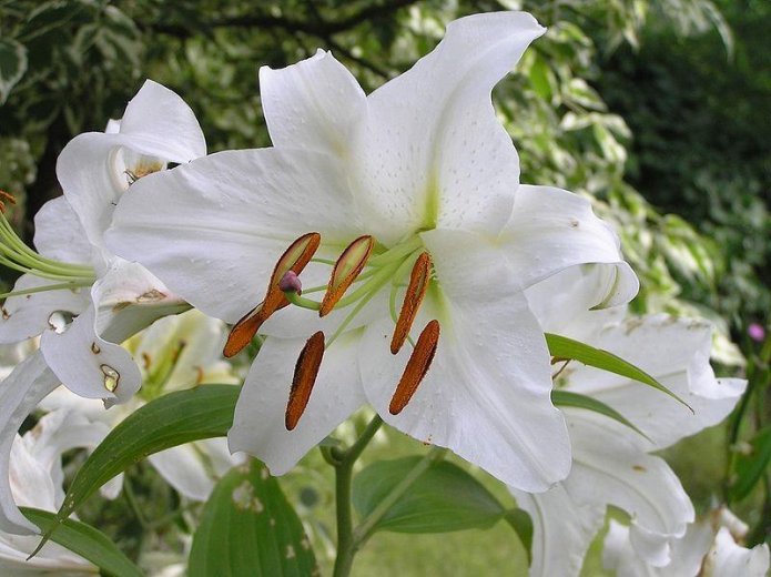 Lirio blanco Madonna