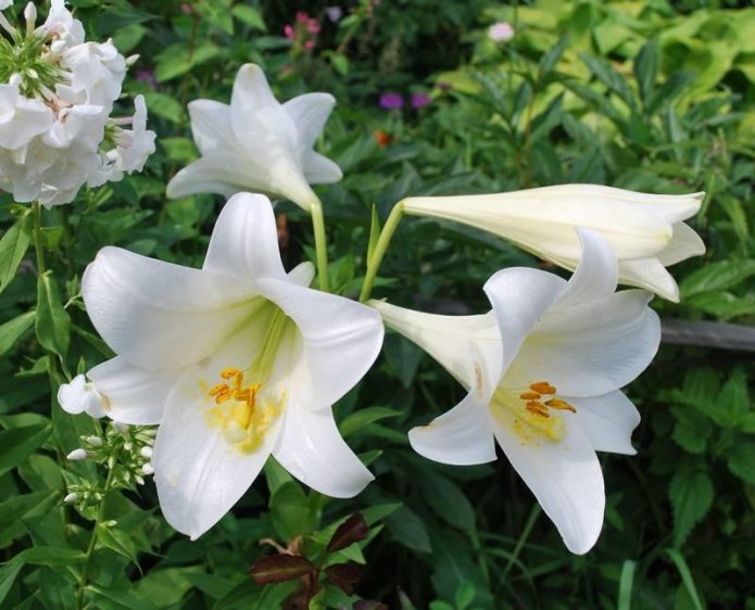 Inflorescencia de la variedad White Heaven