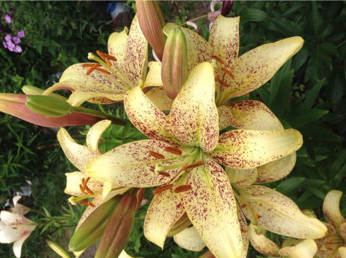 Variedad de brotes del lirio Suncrest