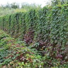 19 plantas trepadoras para una cerca-5