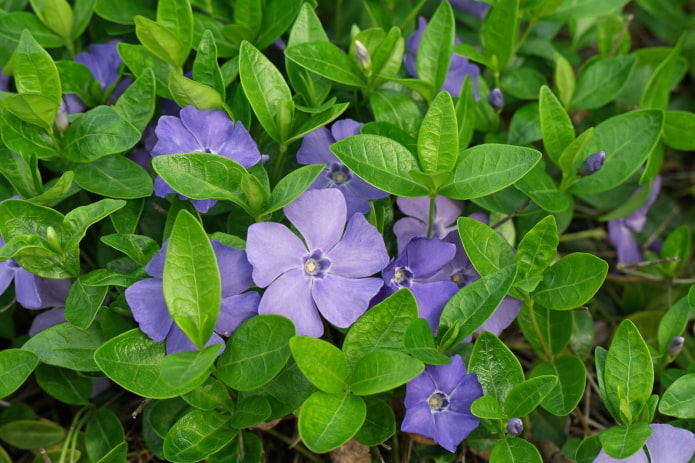 flores de vincapervinca