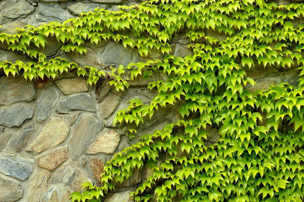 uvas solteras