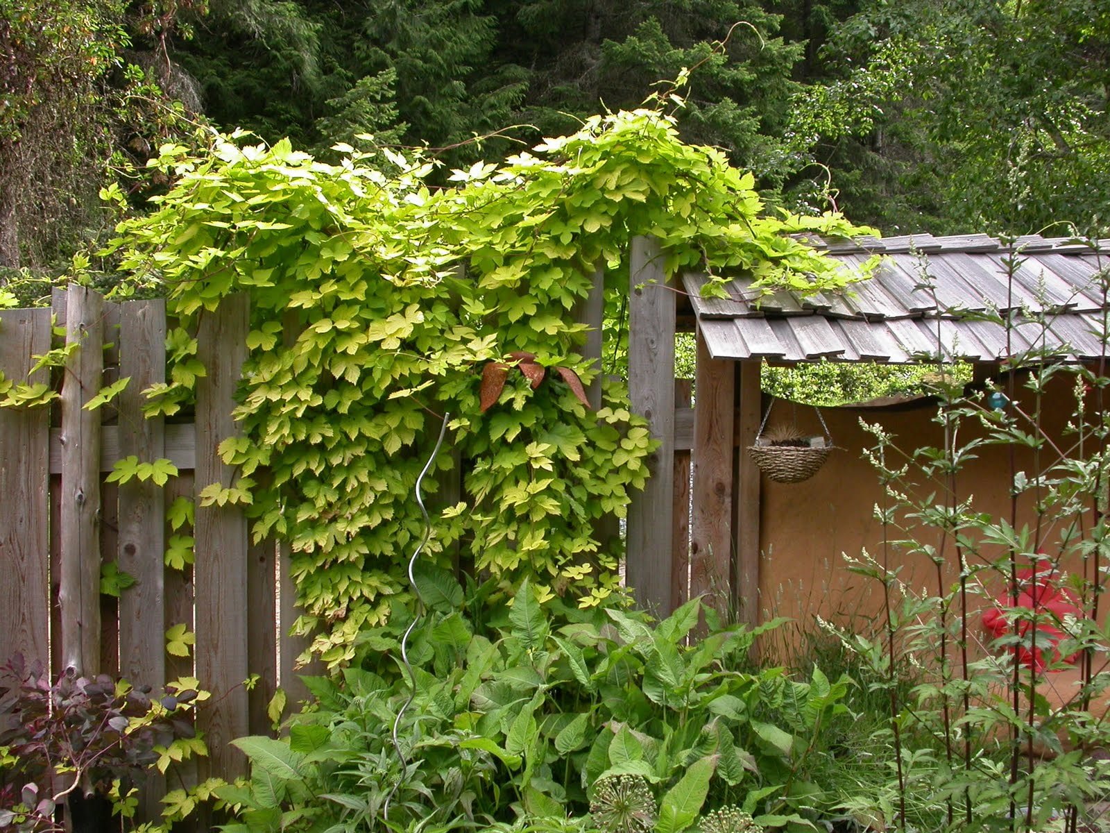 saltos
