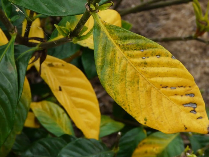 planta afectada por ácaros